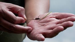 Le trafic de fourmis menace les espèces rares du Kenya
