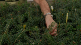 Les arbres face au climat de demain