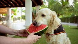 Andalousie: les chiens face à la canicule