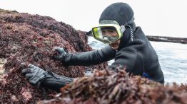 Les dernières femmes de la mer