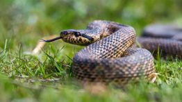 Liban: les serpents de retour avec la chaleur