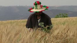 Maroc : le retour de la pluie ne suffit pas à sauver les agriculteurs