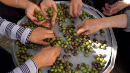 Olives, l'or vert de Kfarmechki