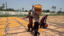 Pakistan: la récolte des dattes à l’épreuve des chaleurs extrêmes