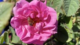 Qsarnaba, le village des roses 