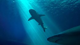 Requin au Liban: surprise en mer