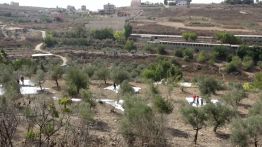 Au Liban-Sud, la récolte des olives devient un acte de solidarité