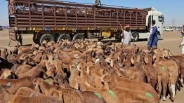 Soudan : Ramadan sous pression à Gedaref