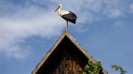 Croatie: le village des cigognes