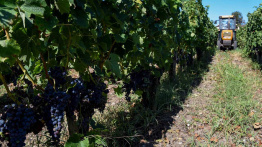Canicule et sécheresse: les vignobles français en péril