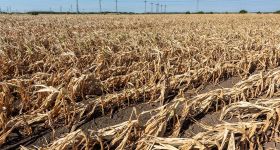 Saison sèche au Liban: urgence agricole et espoir fragile 