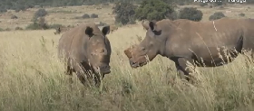 Millionnaire cherche remplaçant pour sauver les rhinocéros