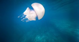 Retour précoce des méduses sur les plages libanaises