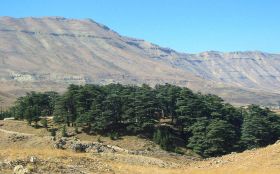 Les Cèdres de Bcharré, la forêt des empires