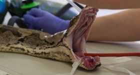 Un traitement humain sauve un python