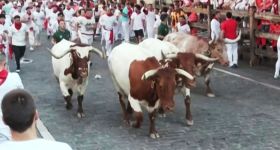 Les taureaux de San Fermín de retour