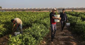 L’agriculture libanaise à la conquête des marchés du Golfe