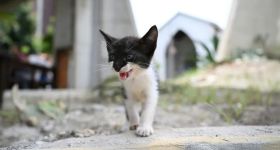 Venezuela: un refuge pour les animaux rescapés du séisme