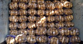 Le marché libanais de la pomme de terre en chiffres