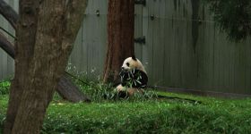 Pandas à Atlanta: les nouveaux ambassadeurs de Pékin