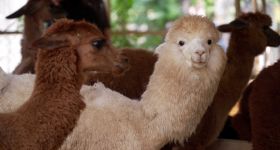 Au Pakistan, les alpagas ont leur café