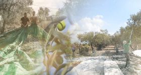 Cueillir l’olive, quand toute la famille descendait au champ