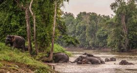 À Bornéo, protéger les éléphants passe par la cohabitation 