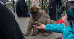 À Gibraltar, les macaques mangent mal