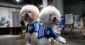 Adidas entre dans l’univers du pet fashion