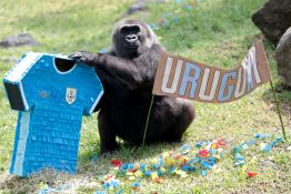 Mondial 2026: quand les animaux prédisent les résultats des matchs
