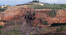 Au Sud, même les oliviers ont une frontière