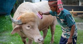 Bangladesh: le buffle «Donald Trump» épargné et envoyé au zoo