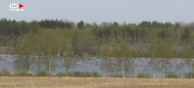 En Finlande, la guerre des oies contre les agriculteurs a commencé