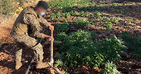 Destruction de plantations de cannabis et saisie de drogues à Baalbeck