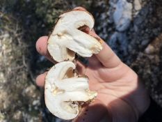 Le monde des champignons souffre de la déforestation, des engrais et du changement climatique