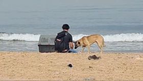 Animals Lebanon: les chiens errants n'ont pas de lien avec le décès à Ramlet el-Baïda