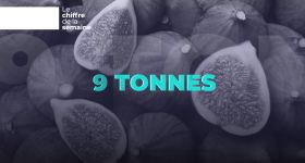 9 tonnes exportées: le paradoxe de la figue libanaise