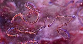 En pleine riposte à Ebola, l'Ouganda découvre un cas de Marburg