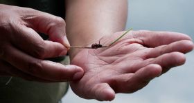Le trafic de fourmis menace les espèces rares du Kenya