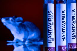 Hantavirus: les pays touchés par des cas confirmés
