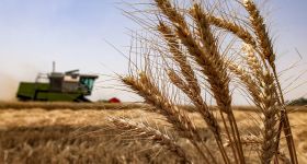 Irak: les récoltes redonnent espoir aux agriculteurs de Najaf