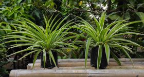 La plante araignée purifie-t-elle vraiment l’air de nos intérieurs? 