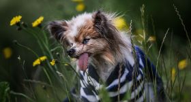 Lazare, le chien qui défie le temps
