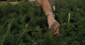 Les arbres face au climat de demain