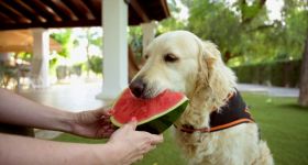 Andalousie: les chiens face à la canicule