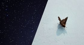 Les papillons de nuit australiens ont les étoiles pour boussole 