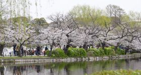 Les cerisiers de Tokyo en pleine floraison