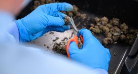 Le cannabis médical, une production «made in Germany» en plein boom