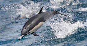 L'océan californien étouffe