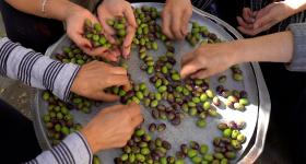 Olives, l'or vert de Kfarmechki